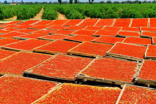 4億消費者可通過拼多多分享甘肅農(nóng)特產(chǎn)品